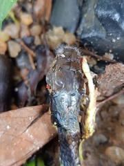 Dendrelaphis formosus