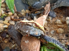 Dendrelaphis formosus