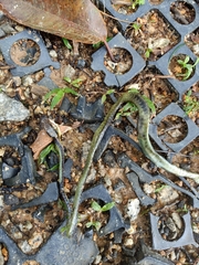 Dendrelaphis formosus