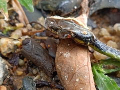 Dendrelaphis formosus