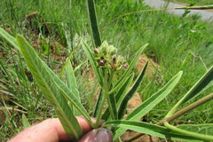 Raphionacme galpinii