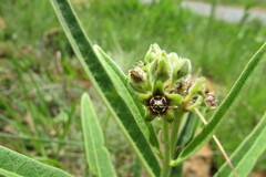 Raphionacme galpinii