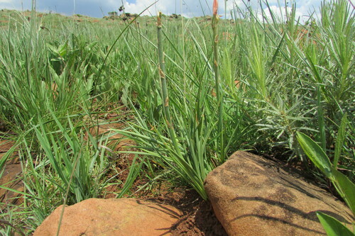 Image of Aloe kniphofioides by (c) James Deacon, some rights reserved (CC BY-SA)