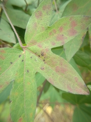 Alternaria