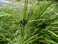 Cyperus ustulatus