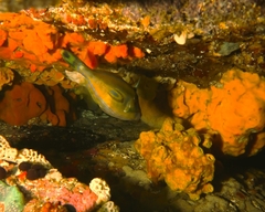 Meuschenia hippocrepis