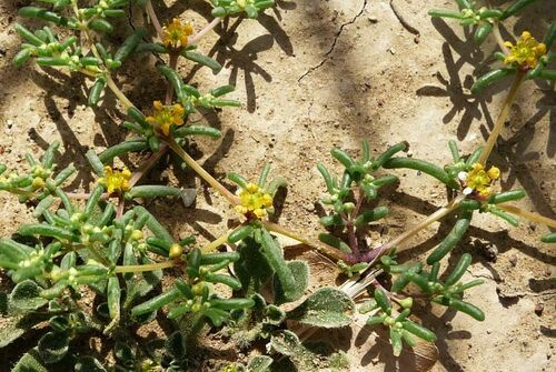simple-leaved bean caper
