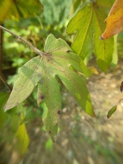 Alternaria