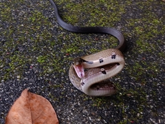 Coelognathus flavolineatus