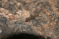 Hemidactylus pumilio