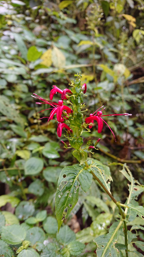 Stenostephanus from Canton Archidona, Ecuador on August 19, 2022 at 01
