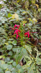 Stenostephanus