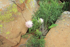 Haemanthus humilis hirsutus