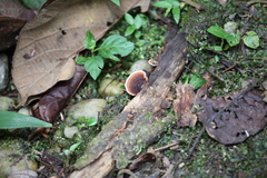 Fungi