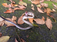 Coelognathus flavolineatus