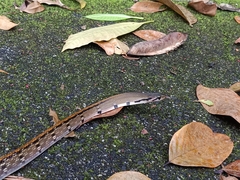 Coelognathus flavolineatus
