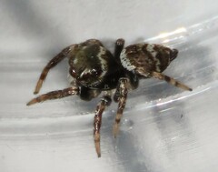 Euryattus bleekeri