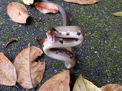 Coelognathus flavolineatus