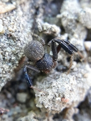 Misumenoides athleticus