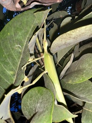 Podacanthus viridiroseus