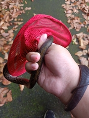 Coelognathus flavolineatus