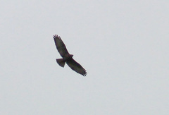 Buteo buteo