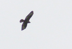 Buteo buteo