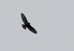 Buteo buteo