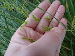 Poa labillardierei