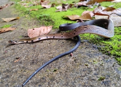 Coelognathus flavolineatus