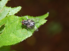 Muscidae