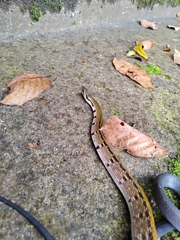 Coelognathus flavolineatus