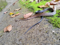 Coelognathus flavolineatus