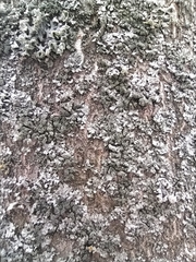 Phaeophyscia orbicularis