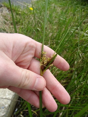 Bolboschoenus caldwellii