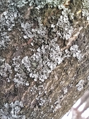 Phaeophyscia orbicularis