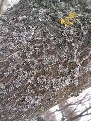 Phaeophyscia orbicularis