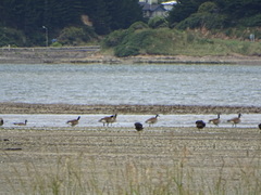 Branta canadensis maxima