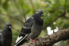 Columba livia domestica