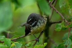 Rhipidura fuliginosa fuliginosa