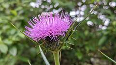 Cirsium tanegashimense