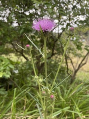 Cirsium tanegashimense