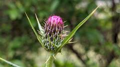 Cirsium tanegashimense