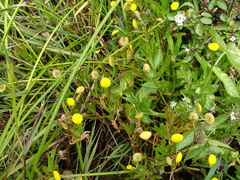 Coronopifolia