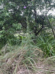 Cirsium tanegashimense