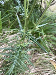 Cirsium tanegashimense