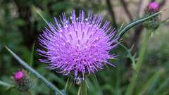 Cirsium tanegashimense