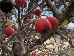 Crataegus