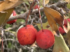 Crataegus