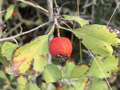 Crataegus